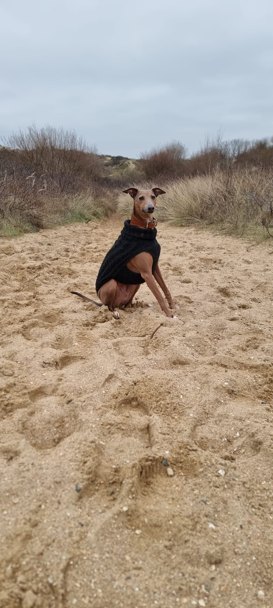 Hondje welkom in Villa Zeegloed